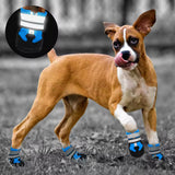 Chaussure Montagne Chien