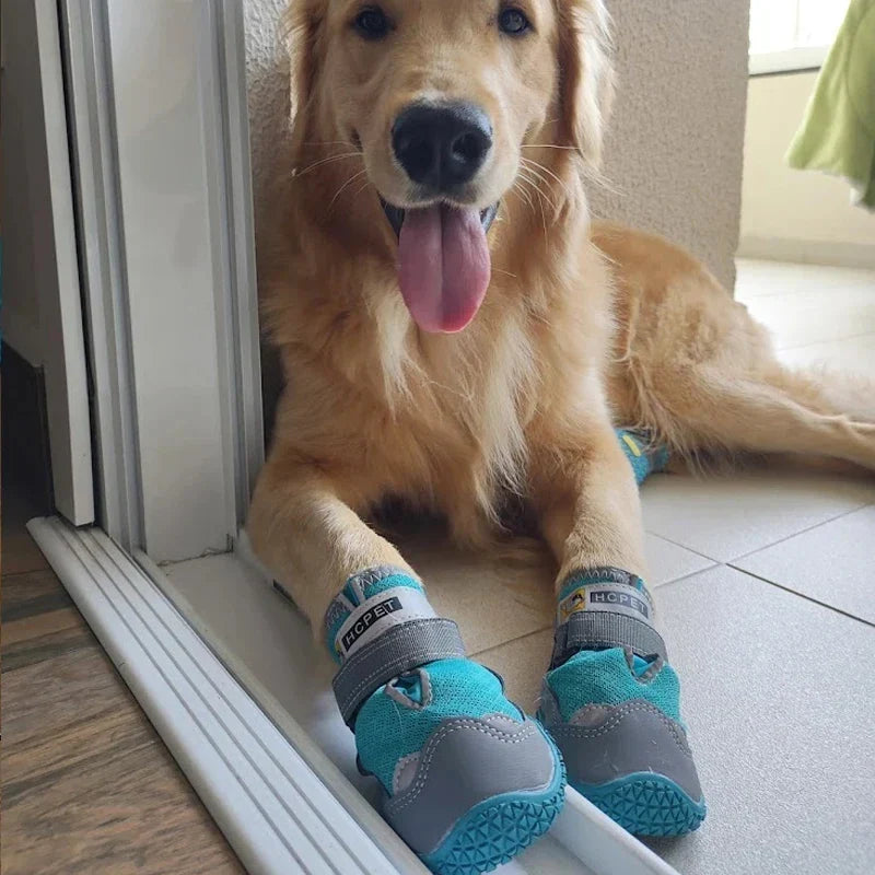 Chaussure Chien Randonnée