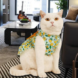 Robe Chat Vêtement