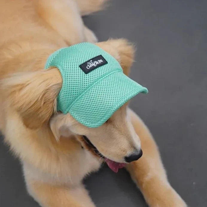 Casquette pour Golden & Grand Chien