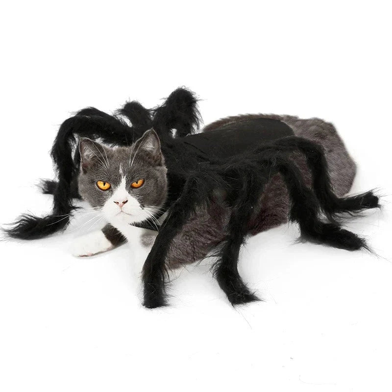 Déguisement Chat Araignée
