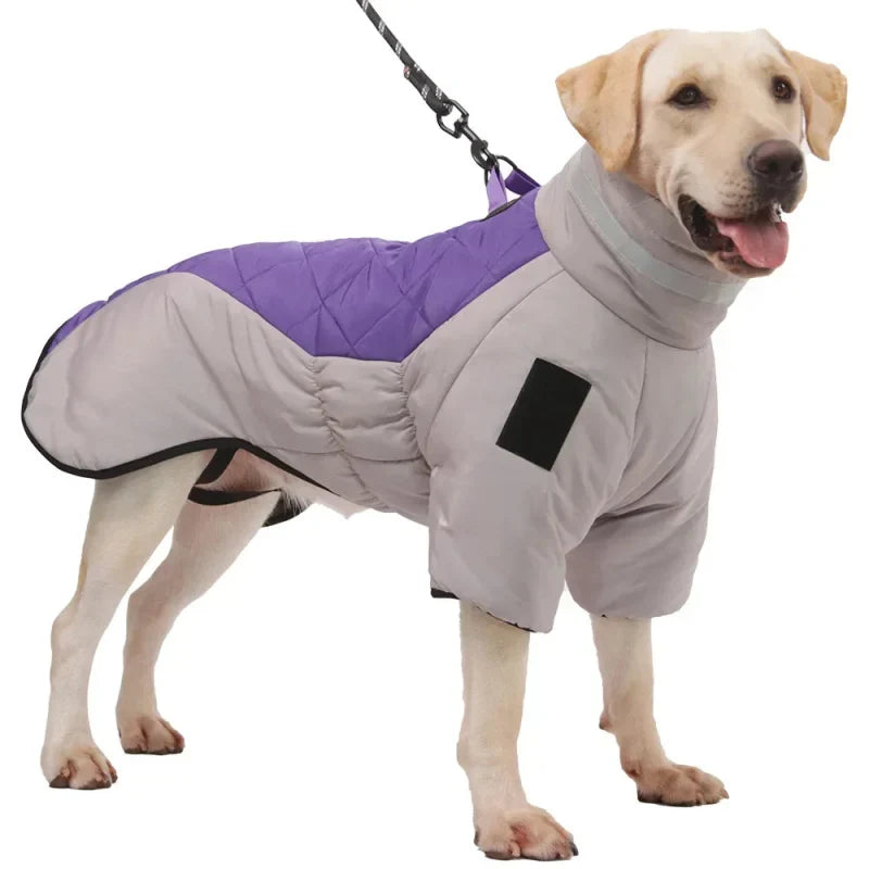 Manteau Chien Labrador