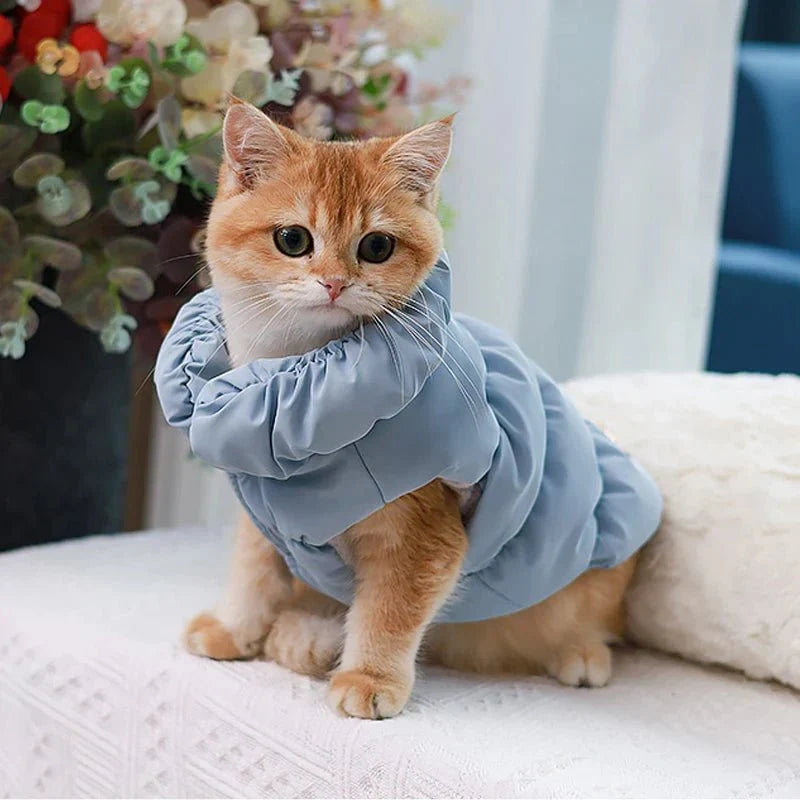 Manteau Chihuahua & petit chien