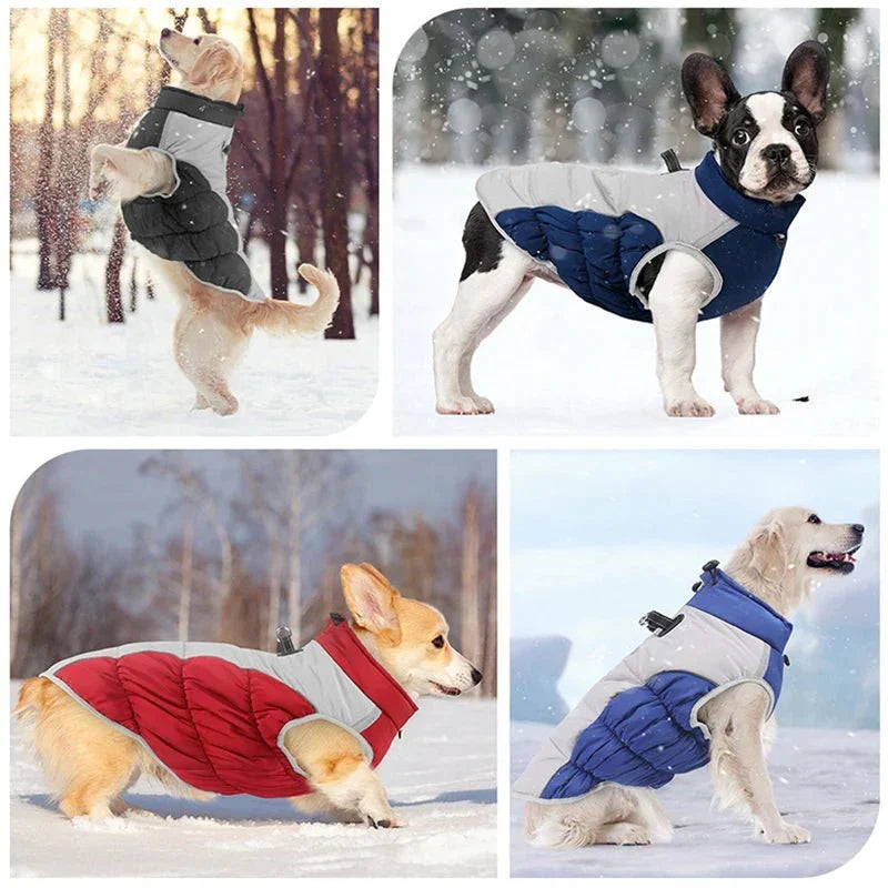 Manteau pour Dobermann / Grand chien