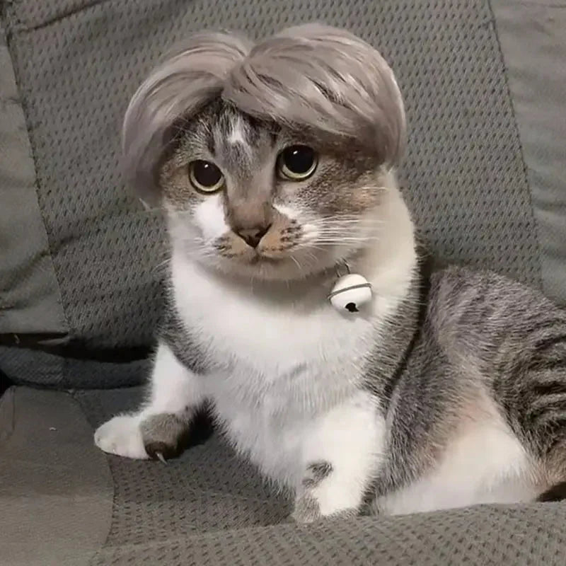 Perruque Chat Grise