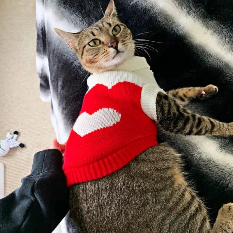 Pull Coeur pour Chat