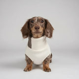 Pull col roulé pour teckel en blanc avec tissu doux, parfait pour garder votre chien au chaud