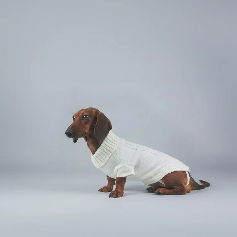 Pull Élégant Tricoté Pour Chien Teckel