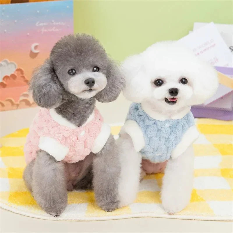 Pull pour Bichon Maltais & petit chien