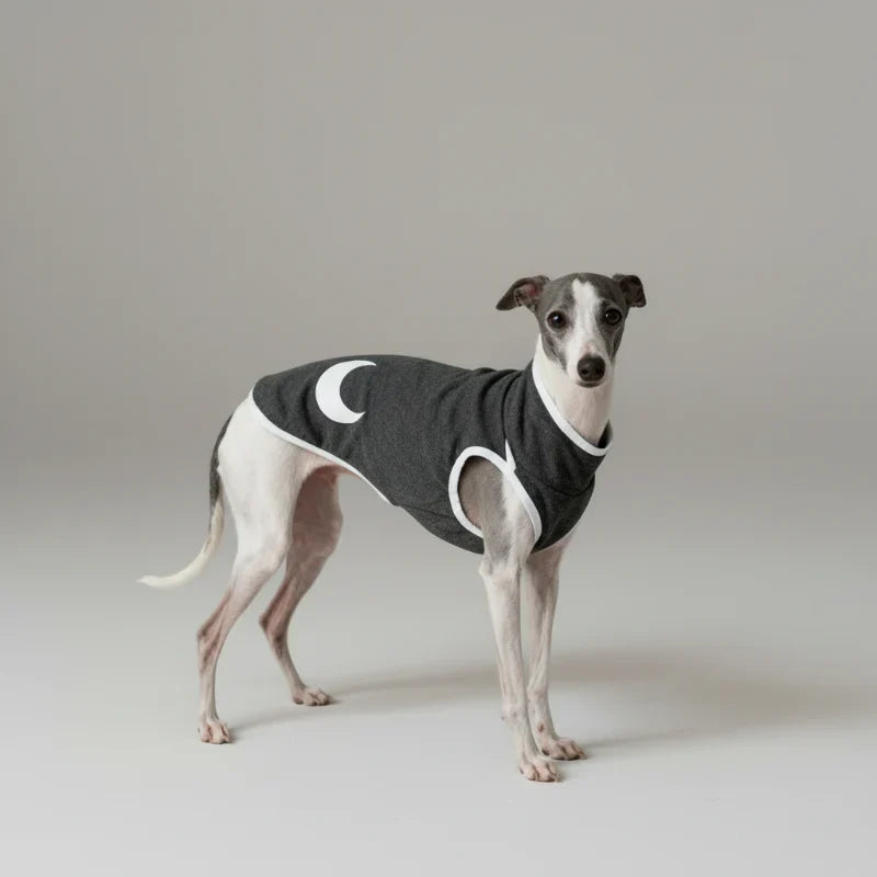 Pull pour lévrier italien en gris avec un motif en lune pour garde confortable et stylée