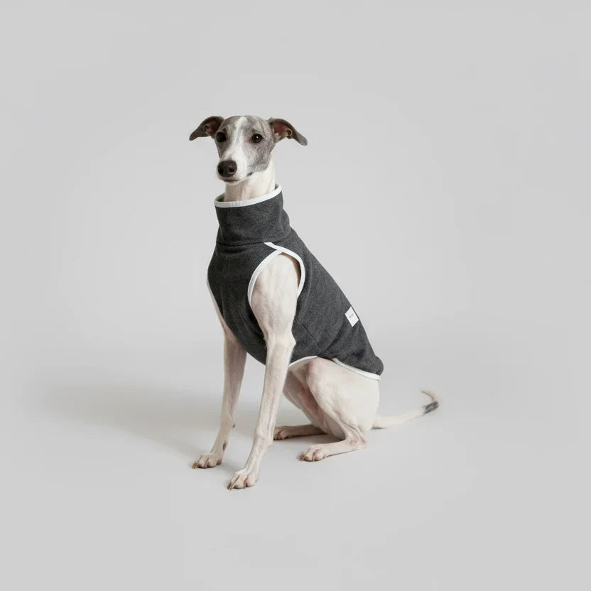 Pull Elégant Pour Lévrier Italien Et Whippet