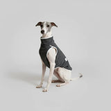 Pull Elégant Pour Lévrier Italien Et Whippet