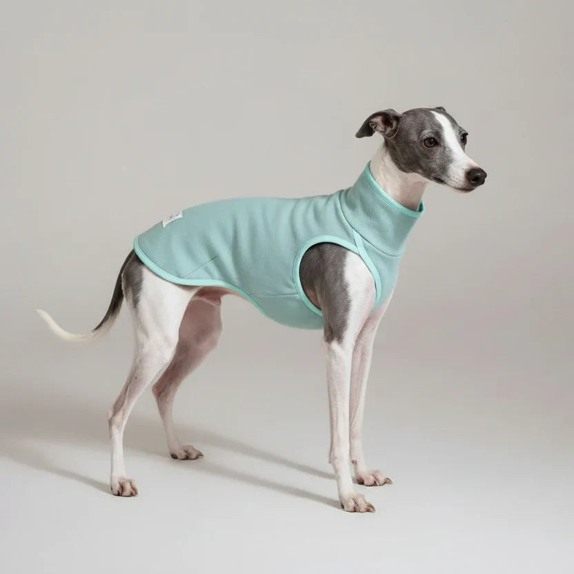 Pull pour lévrier italien en bleu pastel, doux et confortable pour les jours frais