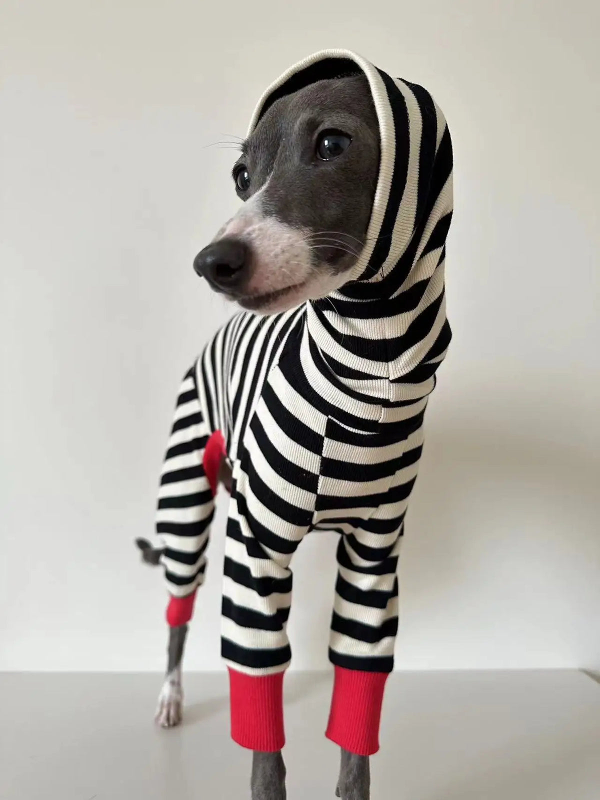 Pull rayé pour chien chaleur douillette et allure chic