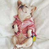 Pyjama Petit Chien