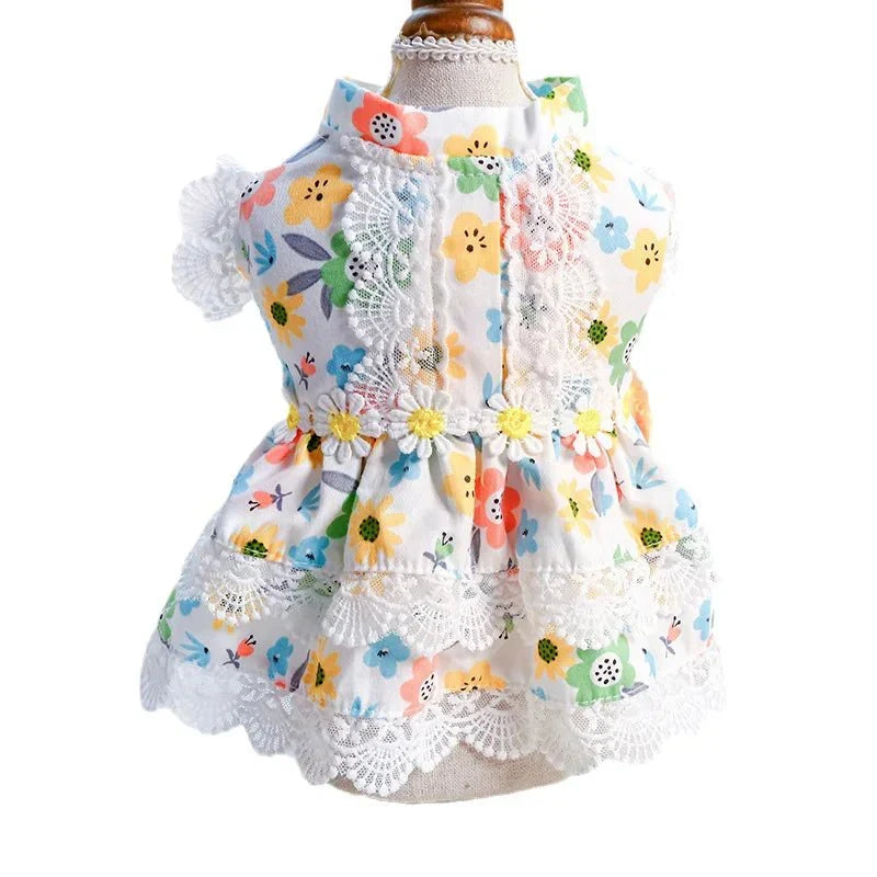 Robe Chat Sphynx