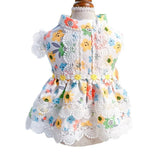 Robe Chat Sphynx