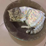 Robe Chat Sphynx