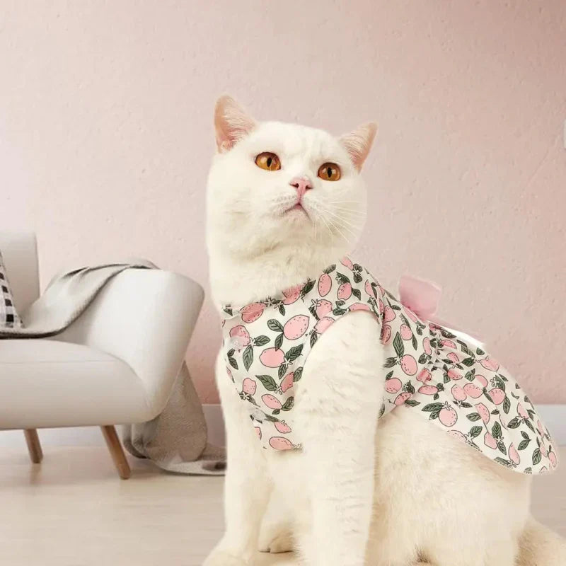 Robe Chat Vêtement