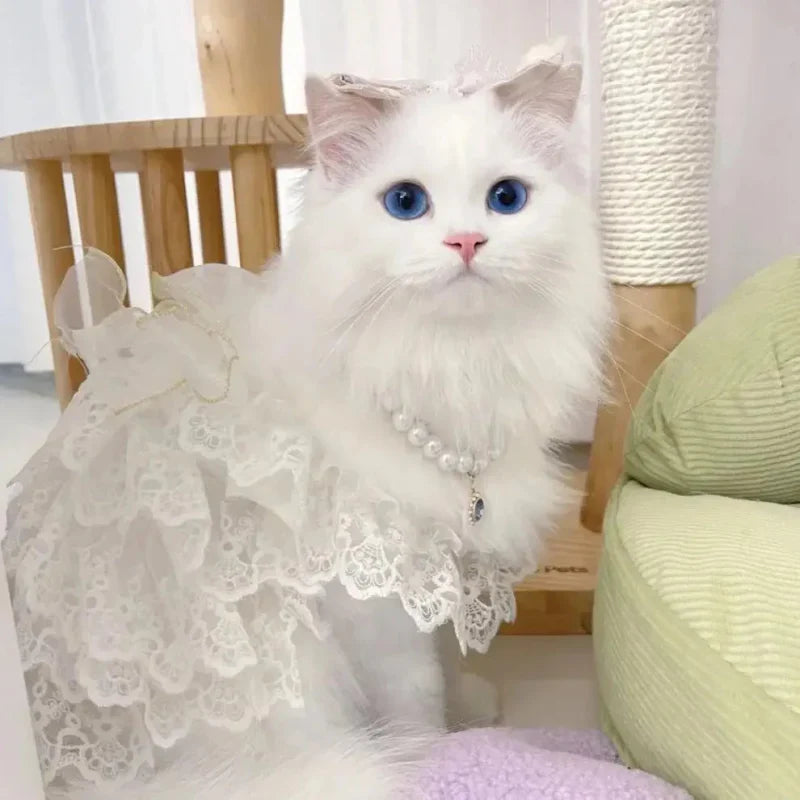 Robe Mariage Chat