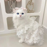 Robe Mariage Chat