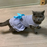 Robe Marinière Chat