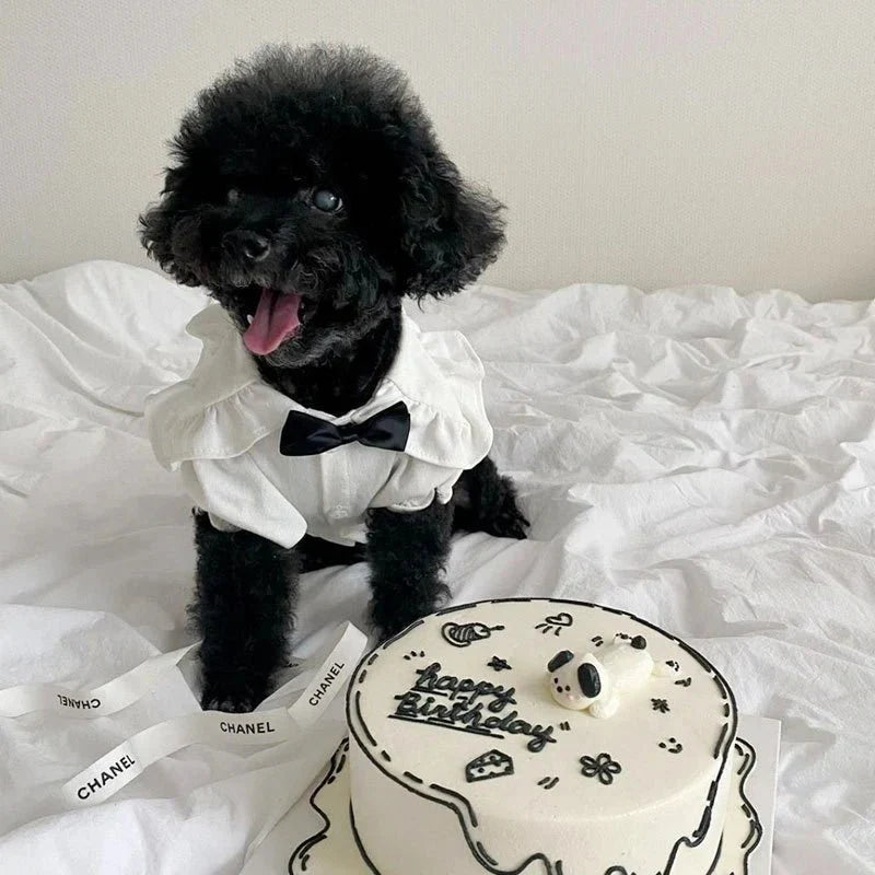 Robe pour Chihuahua