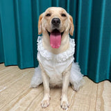 Robe pour Gros Chien