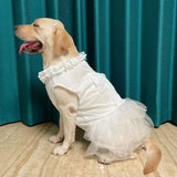 Robe pour Gros Chien