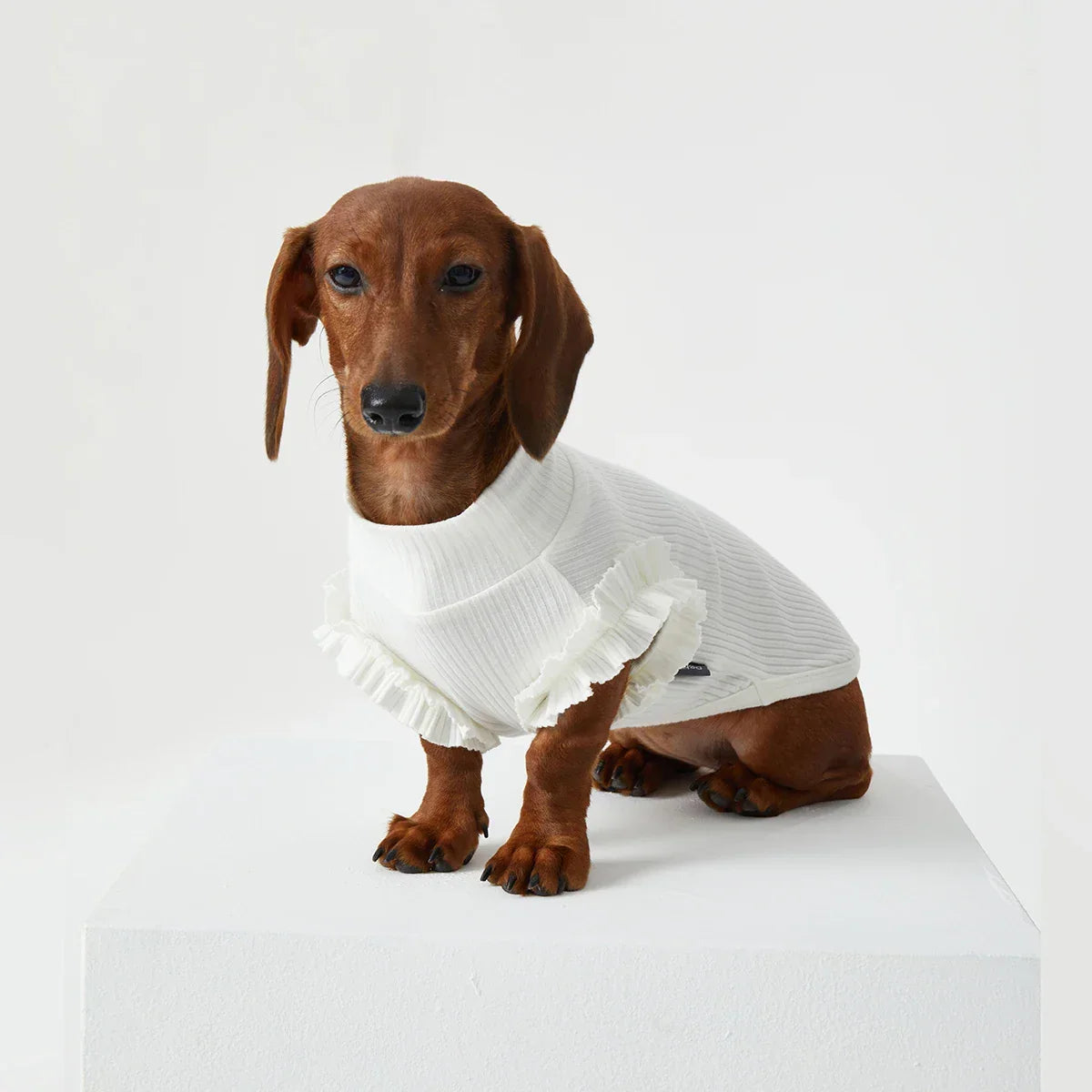 T-shirt pour teckel avec volants en blanc, confortable et élégant pour chiens
