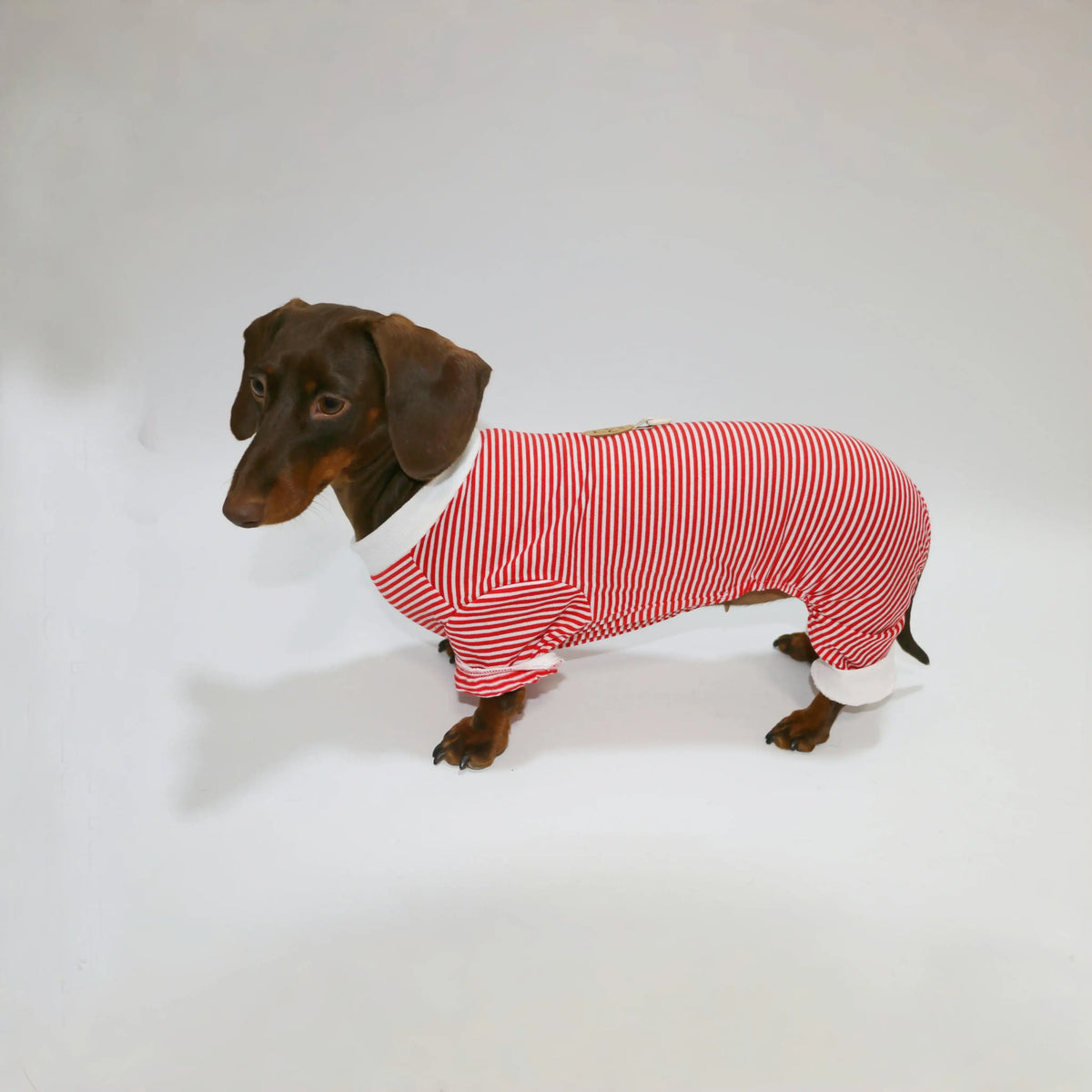 T-shirt rayé pour teckel en rouge et blanc, conçu pour le confort de votre animal